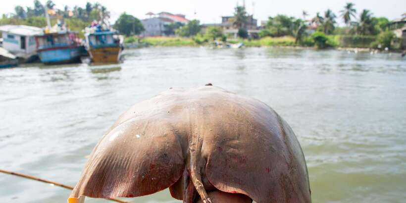 Negombo: Catamaran Sailing with Traditional Fishermen - Who will enjoy this boat trip most