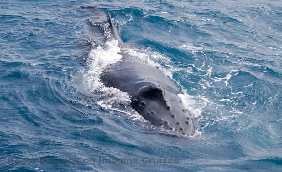 Nelson Bay: Whale and Dolphin Watching Catamaran Cruise - Key points to know before you sail