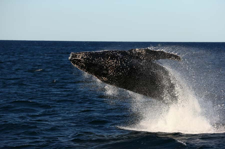 Nelson Bay: Whale and Dolphin Watching Catamaran Cruise - Setting out from d’Albora Nelson Bay