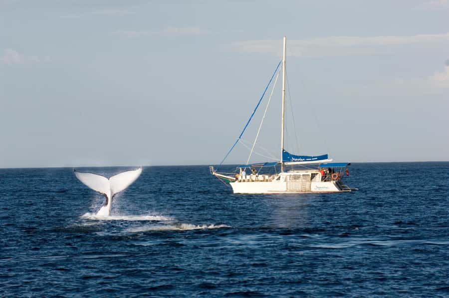 Nelson Bay: Whale and Dolphin Watching Catamaran Cruise - Searching the open water for humpbacks