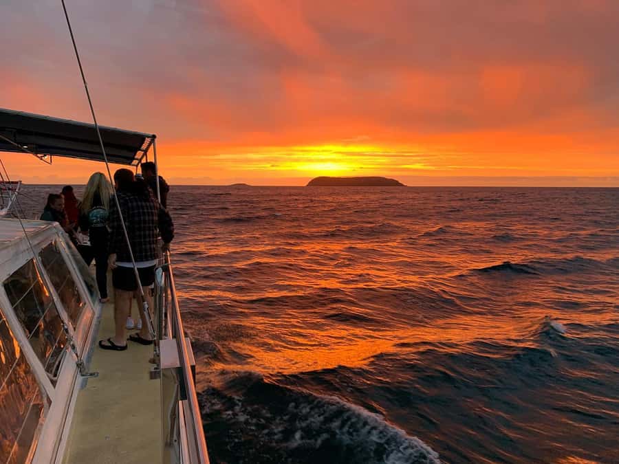 Nelson Bay: Whale and Dolphin Watching Catamaran Cruise - Dolphins, seals, seabirds, and surprise sightings