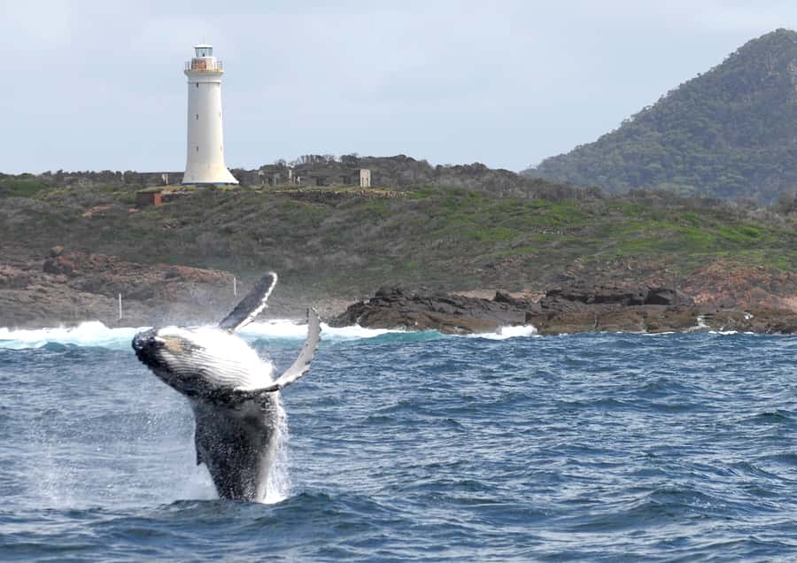 Nelson Bay: Whale and Dolphin Watching Catamaran Cruise - Booking, timing, and cancellation details