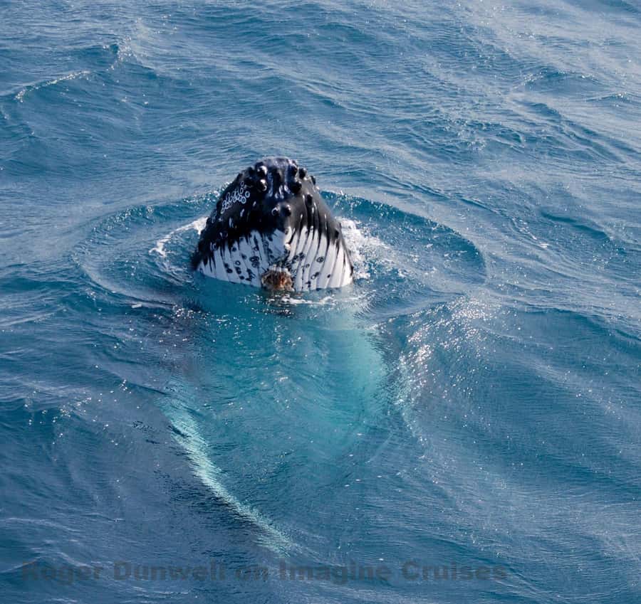 Nelson Bay: Whale and Dolphin Watching Catamaran Cruise - Three hours on a 54-foot catamaran