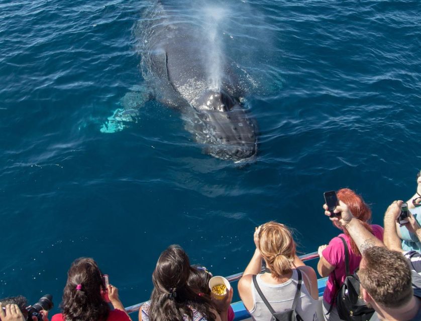 Newport Beach: Luxury Whale Watching Catamaran Cruise - Key points to know before boarding