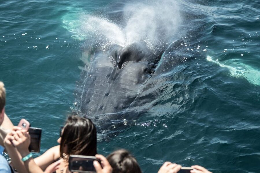 Newport Beach: Luxury Whale Watching Catamaran Cruise - The coastal route from Balboa Island to Laguna Beach