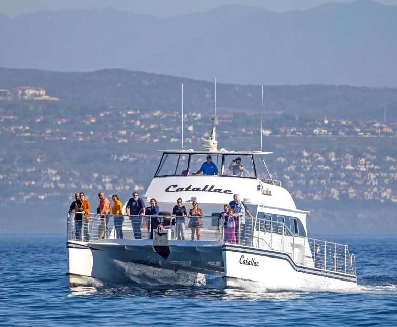 Newport Beach: Luxury Whale Watching Catamaran Cruise - What you may see in the water