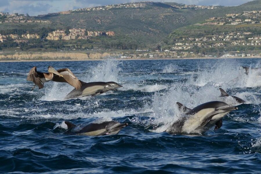 Newport Beach: Luxury Whale Watching Catamaran Cruise - Practical clothing and comfort advice