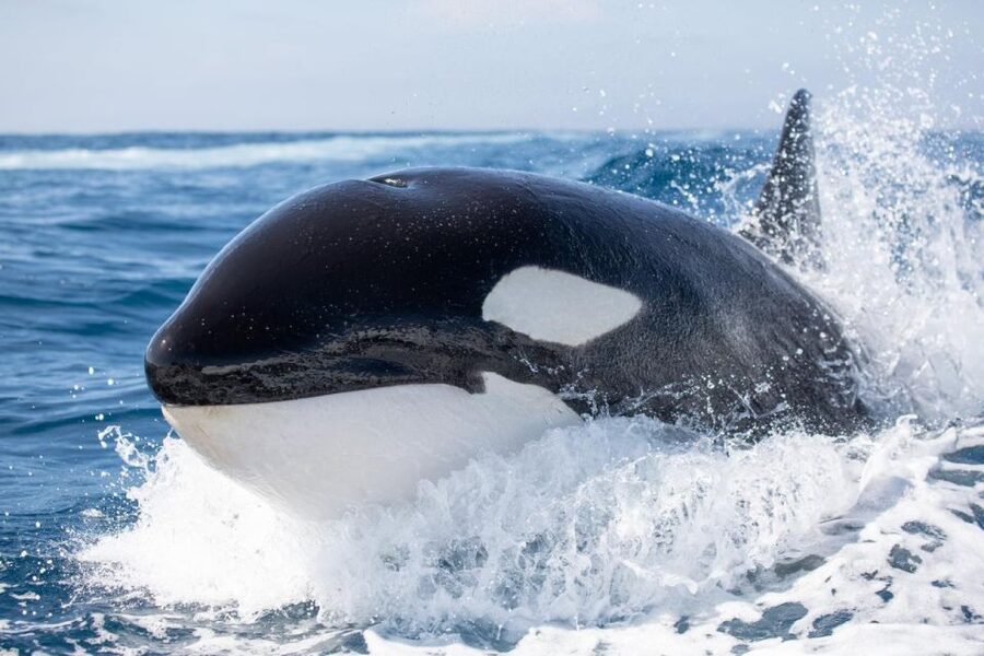 Newport Beach: Luxury Whale Watching Catamaran Cruise - Booking and cancellation details