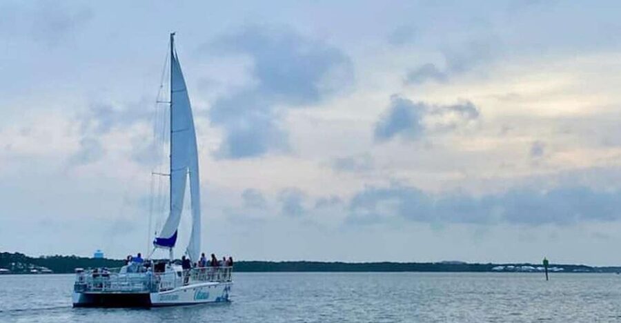 Orange Beach: Dolphin & Sailing Cruise Aboard 52' Catamaran - Who will enjoy the Cetacean most