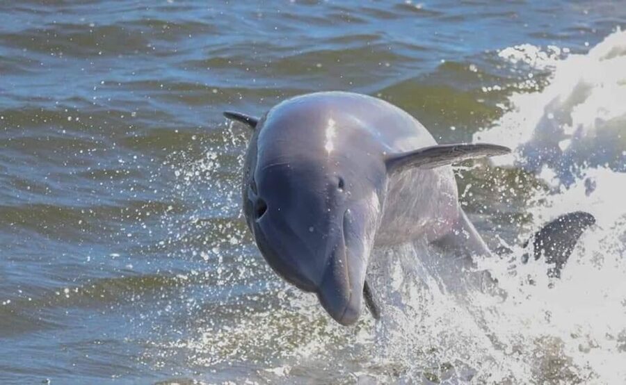 Orange Beach: Dolphin & Sailing Cruise Aboard 52' Catamaran - Why the catamaran changes the ride