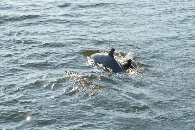 Orange Beach Dolphin Sailing Cruise aboard Catamaran - Weather, cancellations, and sensible planning