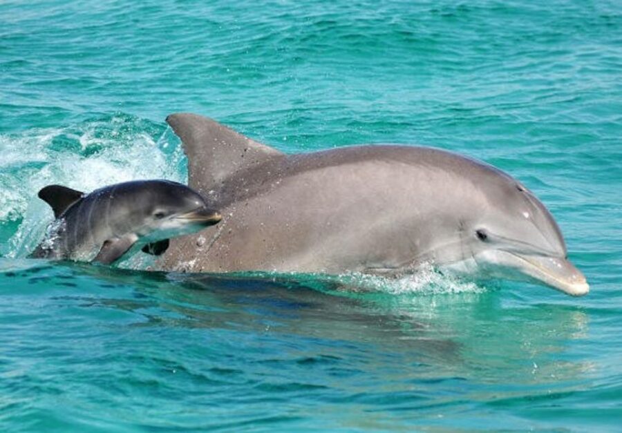 Panama City Beach: Dolphin Sightseeing Trip by Catamaran - Leaving from Bluegreen’s Bayside Resort