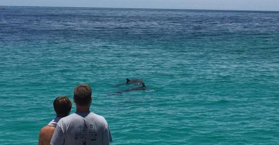 Panama City Beach: Dolphin Sightseeing Trip by Catamaran - Spotting dolphins in the Gulf of Mexico
