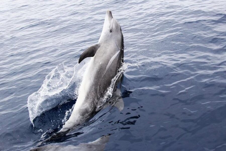 Panama City Beach: Dolphin Sightseeing Trip by Catamaran - Following the coast toward Shell Island