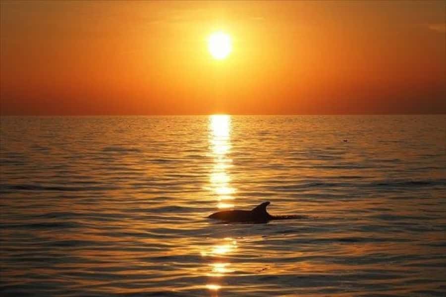 Panama City Beach: Sunset Sail on the Privateer Catamaran - The sunset itself is worth planning around