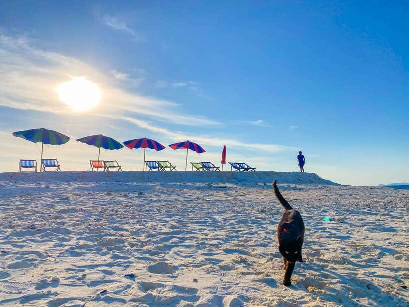 Phi Phi Highlight: Full-Day Island by Speedboat or Catamaran - Lunch keeps the day simple