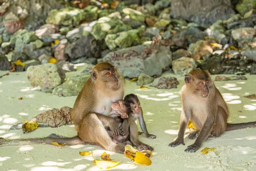 Phuket: Bamboo Island and Phi Phi Islands by Fast Catamaran - A fast route through Phuket’s island highlights