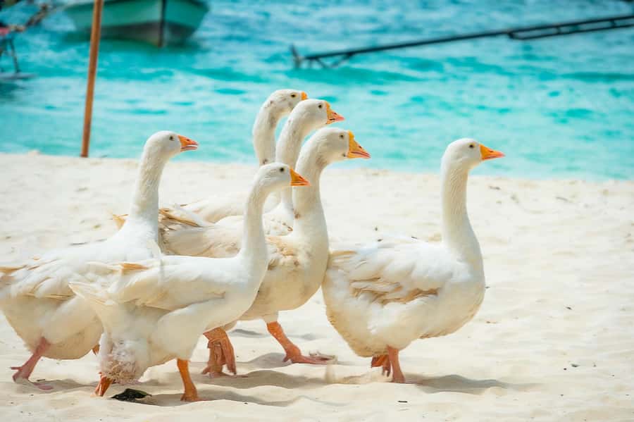 Phuket: Coral, Racha, Promthep Island Catamaran Trip & Lunch - Key points to know before booking