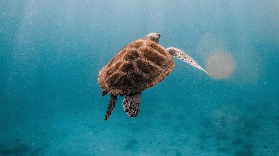 Phuket/Khao Lak: Similan Islands Luxury Catamaran Experience - Islands 7 and 9: the best water time