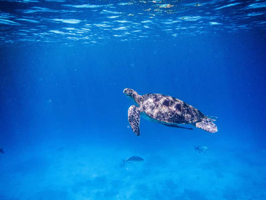 Phuket/Khao Lak: Similan Royal Day Trip by Speed Catamaran - Koh Miang, Island No. 4, starts the island day