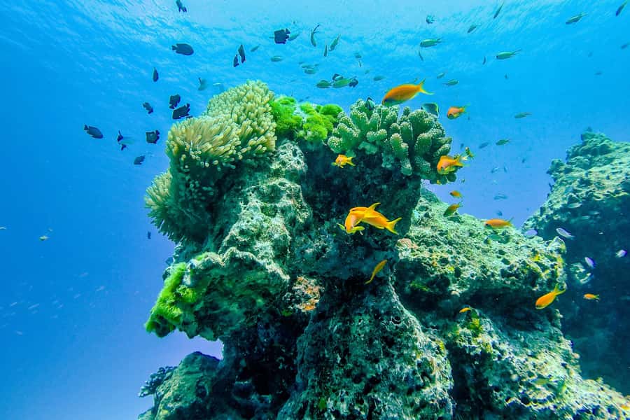 Phuket/Khao Lak: Similan Royal Day Trip by Speed Catamaran - The catamaran ride across the Andaman Sea