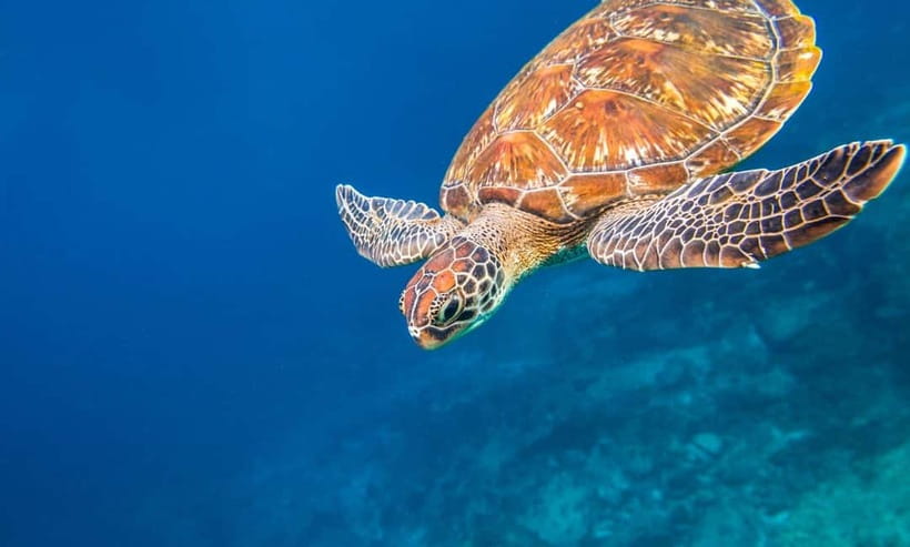 Phuket : Lazy Similan Islands by Catamaran with lunch - A slower start at Tub-Lamu