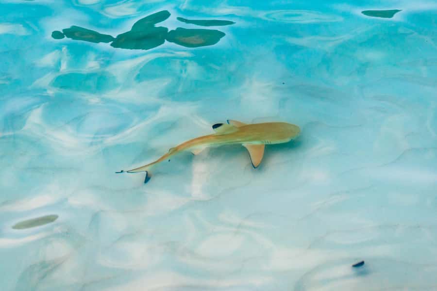 Phuket: Phi Phi Islands Day-Trip by Speed Catamaran - Maya Bay and the famous beach stop