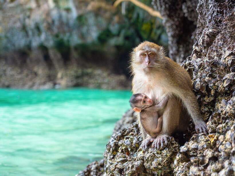 Phuket: Phi Phi, Maya and Khai Or Bamboo Island by Catamaran - Monkey Beach from the water