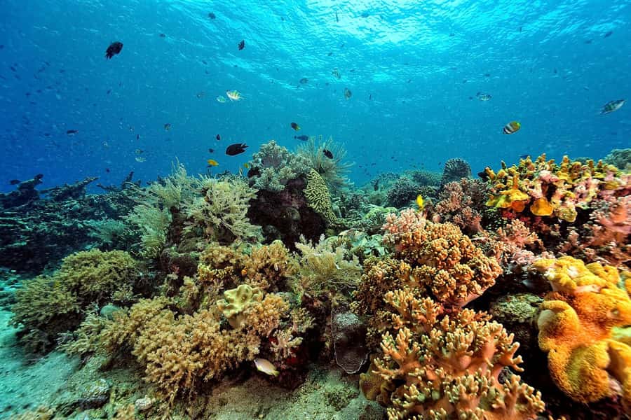 Phuket: Similan Island Day Trip by Speed Boat Catamaran - Who should book this day trip?