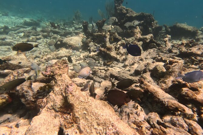 Prickly Pear Catamaran Trip from St Maarten Including Lunch - Boat comfort, seasickness, and physical effort