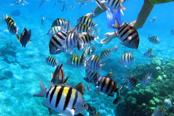 Private Catamaran Booze Cruise & Snorkeling - Weather, rain, and the limits of the schedule
