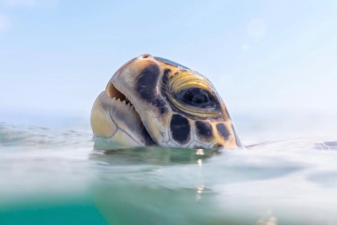 Private catamaran sail & snorkel - Who Gets the Best Value for $500