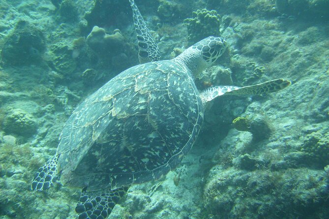 Private St. Maarten Cruise - Hakuna Matata Catamaran - A private morning start from Philipsburg