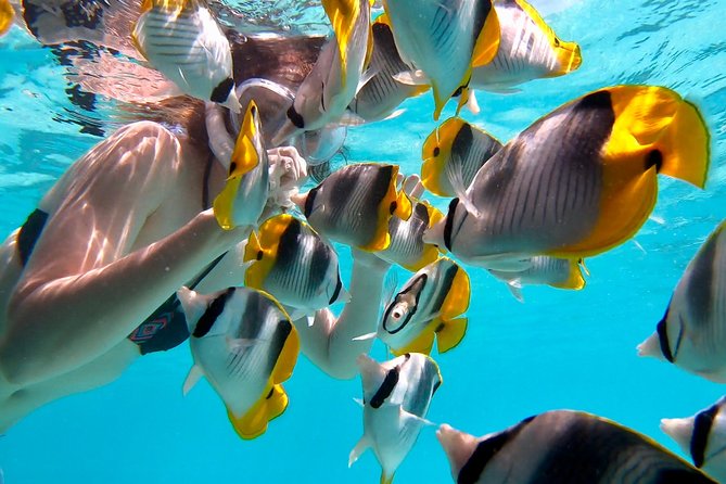 PRIVATE Sunset Tour: Moorea Snorkeling on a Catamaran named Taboo - What the $848.24 group price really means