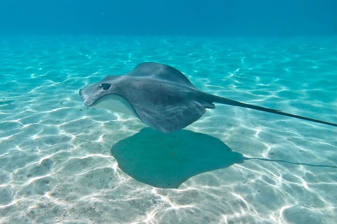 PRIVATE Sunset Tour: Moorea Snorkeling on a Catamaran named Taboo - Who will enjoy Taboo most