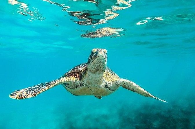 Private Tour: Barbados Catamaran Snorkeling Cruise - The return sail to Bridgetown