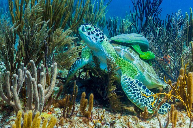 Puerto Morelos Catamaran Reef Sail and Snorkel - Weather, currents, and the occasional change of plan