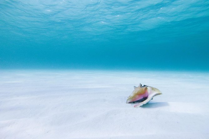 Puerto Morelos Secret Sandbar Catamaran Sail - Family appeal and swimming ability