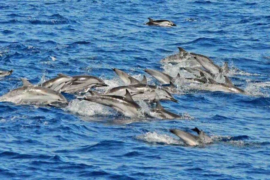 Puerto Rico de Gran Canaria: Premium Dolphin Catamaran Tour - A Dolphin Cruise With More Than Dolphin Watching