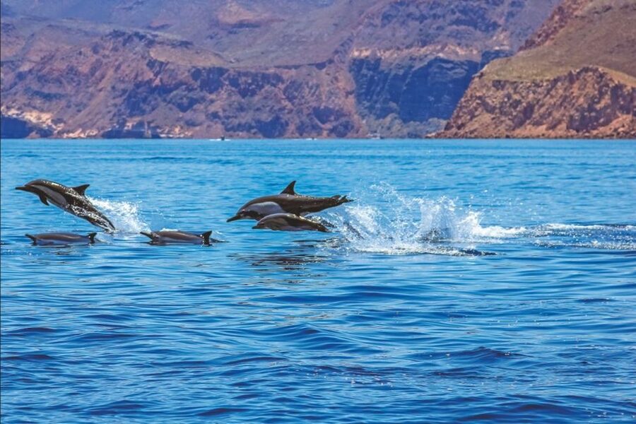 Puerto Rico de Gran Canaria: Premium Dolphin Catamaran Tour - The Midday Meal and Open Bar