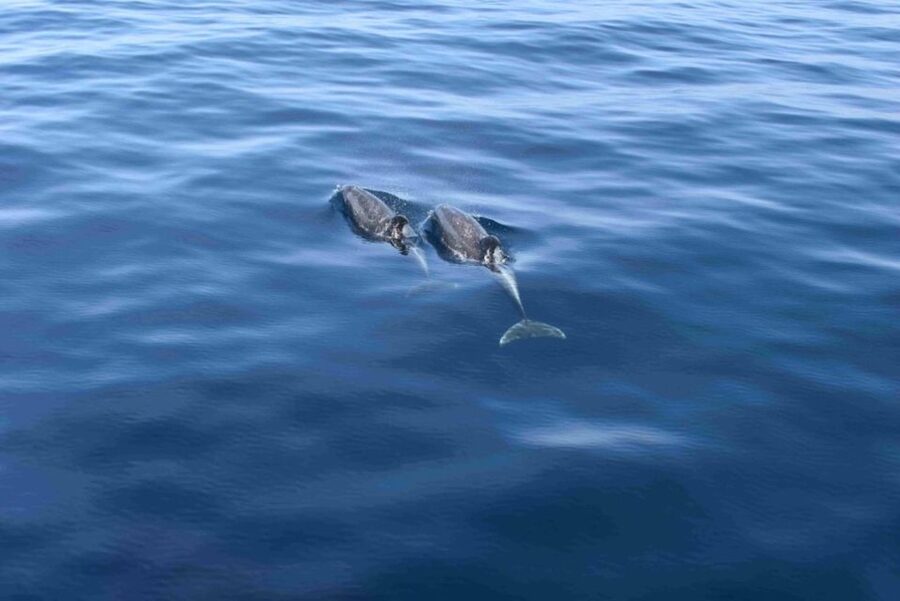 Puerto Rico de Gran Canaria: Premium Dolphin Catamaran Tour - Searching for Dolphins, Whales, and Other Sea Life