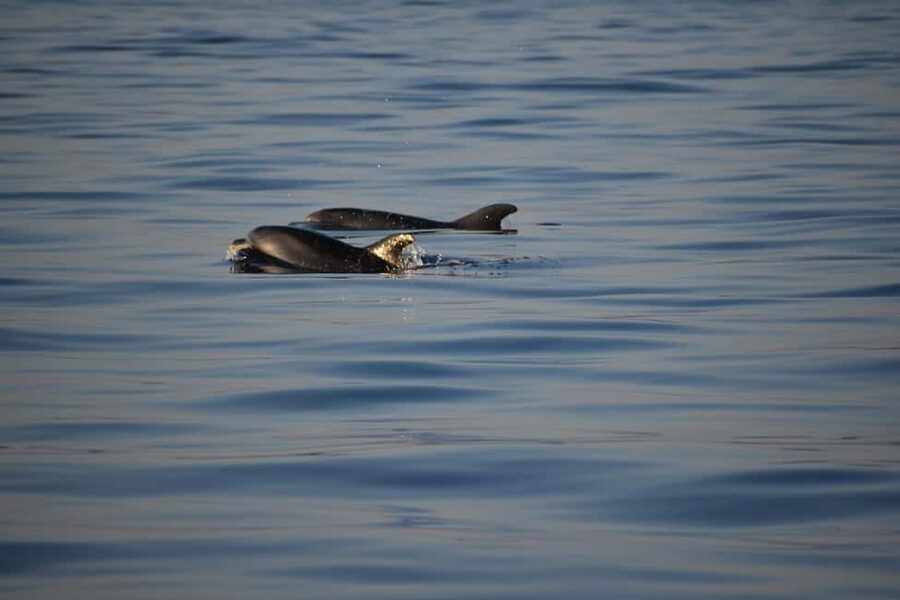 Rovinj: Sunset & dolphin group tours with Catamaran - FAQ