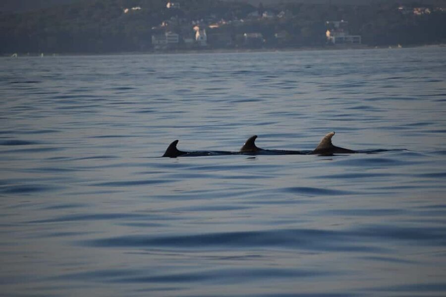 Rovinj: Sunset & dolphin group tours with Catamaran - Who will enjoy Catamaran Bikini most