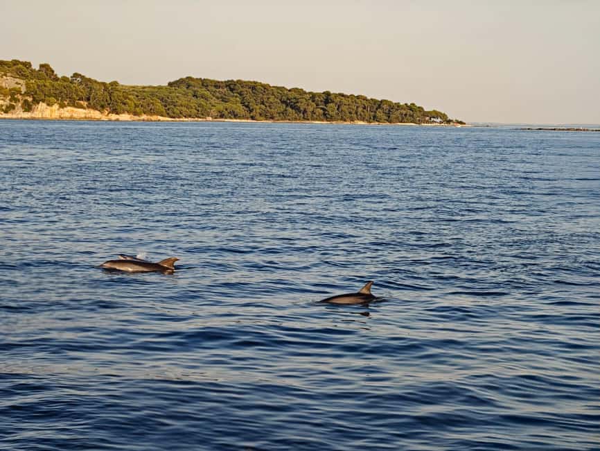 Rovinj: Sunset & dolphin group tours with Catamaran - Practical tips for a smoother evening