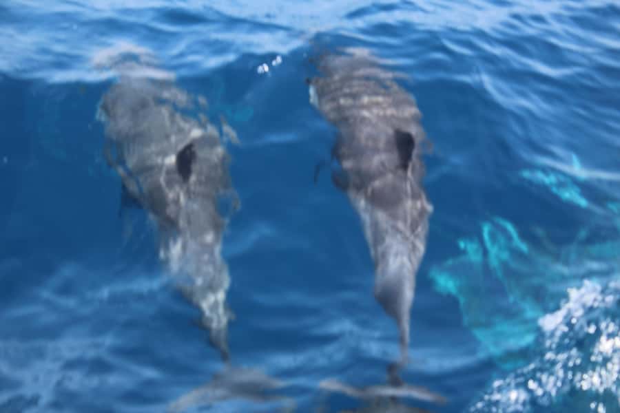Sal Island: Catamaran cruises on Sal Island - Watching for whales and dolphins on the return