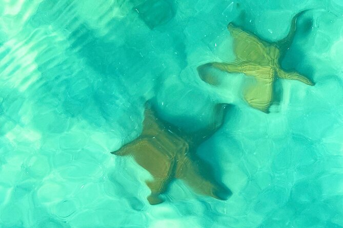 Saona Island, Natural pool Starfish, Fast boat, Catamaran +Dances - Saona is the reason to make the long trip