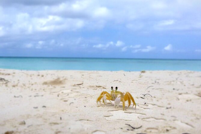 Saona Island, Natural pool Starfish, Fast boat, Catamaran +Dances - What to bring for a smoother day