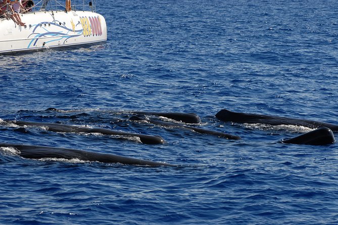 Seaborn Catamaran trips - Leaving from Marina do Funchal