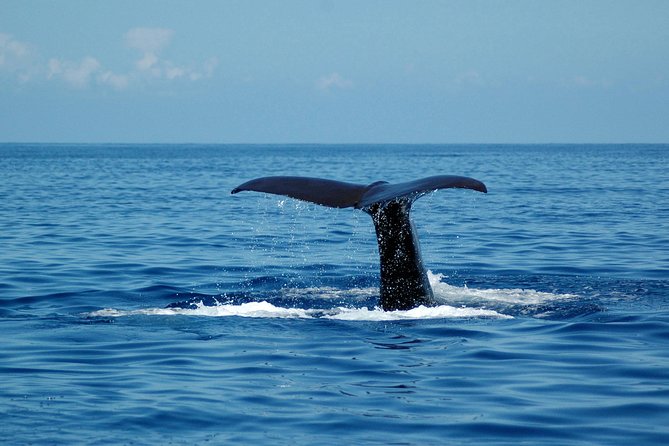 Seaborn Catamaran trips - Cabo Girao from the water