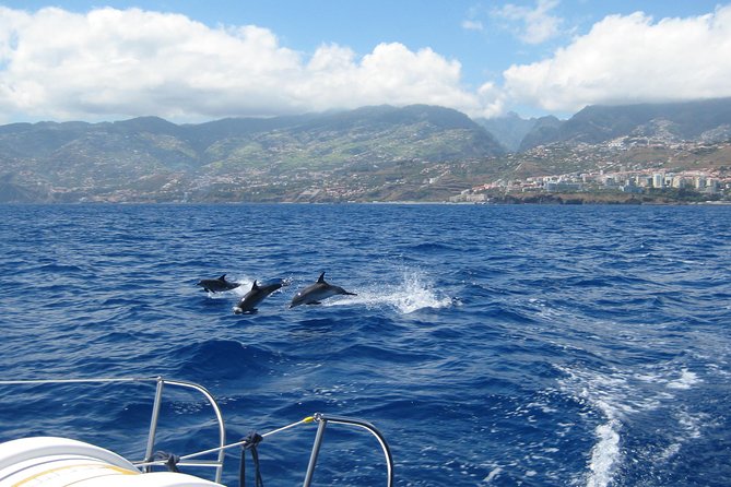 Seaborn Catamaran trips - Searching for dolphins, whales, and turtles
